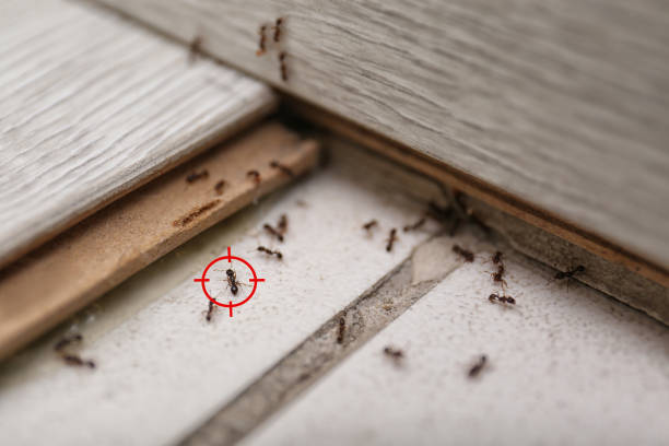Flea Control Services in Sussex, WI